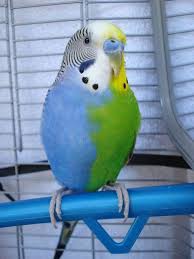 Blue Birds With Long Tail Feathers He Is A Blue Bird On One Side And A Green Bird On The Other Even His Tail Feathers Are Split Down The Middle Description From Budgies Bird Budgies Pet Birds