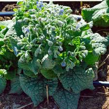Image result for Borago officinalis