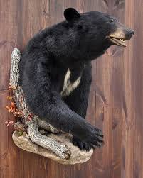 Black Bear Half Mounts Prices Image Result For Black Bear Shoulder Mount Bear Mounts Black Bear Hunting Bear Hunting