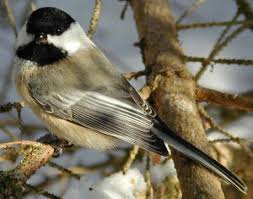 They are found deep in the. State Bird Of Massachusetts Black Capped Chickadee Backyard Birds Birds Of America Beautiful Birds