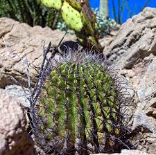 Also you can put some of lovely toys or. Royalty Free Barrel Cactus Flower Photos Free Download Pxfuel