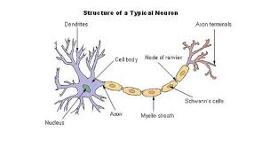 3 Ways To Teach Yourself To Become Smarter How To Become Smarter Neurons Nerve Cell Structure