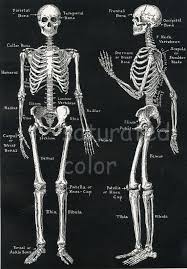 Human Skeleton Anatomy Vintage 1940s High Res Digital Image Etsy Skeleton Anatomy Human Skeleton Anatomy Human Skeleton