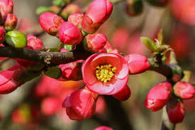 Gelsomino rampicante o gelsomino sempreverde, detto anche falso gelsomino: Piante Con Fiori Rosa Ecco Le Piu Belle Lombarda Flor