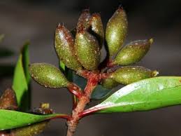 Image result for Hymenodictyon parvifolium