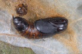Image result for Eulophia hereroensis
