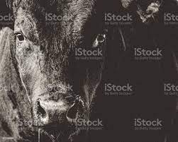 Black Angus Bull Head Face Closeup Black White Stock Photo Download Image Now Istock