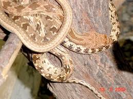 Snakes Venomous And Non Venomous Found In The Uae A Guide