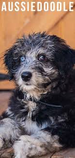 Our standards were developed with leading veterinary and academic experts. Aussiedoodle The Australian Shepherd Poodle Mix Breed Dog