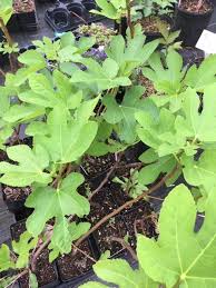 Some plants need to mature more prior to many of the larger sizes plant pots such as pint, quart, and #1 pots are necessary for slower. Marseilles Organic Potted Fig Plant Backyard Berry Plants