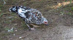 IMG_7828 - gaina baltata negru cu alb si bej - gaini si cocosi pitici - pui  gaini pitice - manuelamro