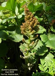 Image result for Gunnera perpensa