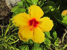 Yellow color hibiscus flower plantthis is one type of hibiscus flower planthibiscus is also called as:pedanius dioscoridesalthaea. Yellow Hibiscus At Kbc Yellow Hibiscus Hibiscus Plants