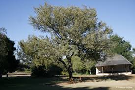 Image result for Acacia nigrescens