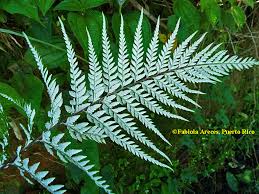 Image result for Pityrogramma