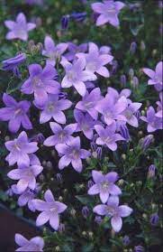 Piante perenni da balcone che amano il sole. Piante Da Balcone Al Sole Campanula Garganica Piante Da Balcone Piante Rampicanti Fiorite Piante