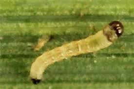 Image result for Photedes minima