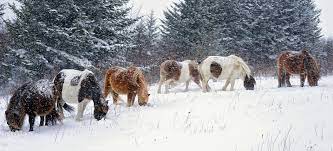 Grayson highlands state park sun times statistics. Six Snow Ponies Grayson Highlands State Park By Martin Seelig Featured In The Richmond Times Dispatch On January 13 20 Scenic Grayson Highlands Snow Pony