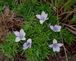 Image result for Monopsis zeyheri