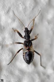 Jeune Ce Predateur Floricole Ressemble A Une Fourmi Le Jardinoscope Toute La Vie Animale De Nos Parcs Et Jardins Predateur Vie Animale Parcs