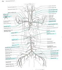 Your arteries and veins have a big job to do. 32 Label Arteries And Veins Worksheet Labels Design Ideas 2020