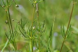 Image result for Spergula arvensis