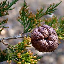 Although the fruit is typically eaten by wildlife such as birds and squirrels, it can also be harvested by humans. Cedar Tree Fruit Pictures Fruit Trees