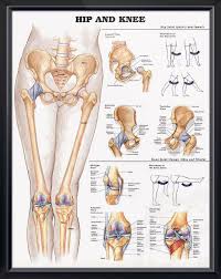 Hip And Knee Chart 20x26 Medical Anatomy Anatomy Human Anatomy And Physiology
