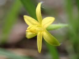 Image result for Hypoxidaceae