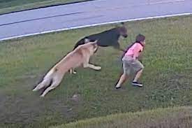 German Shepard Saves Young Boy from Potential Dog Attack