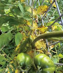 Image result for Septoria leaf spot of tomato