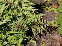 Image result for Athyrium schimperi