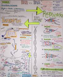 notes on central dogma biology classroom study biology