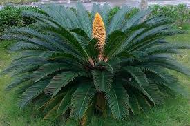 Image result for Cycas