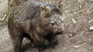 It is often so thick that the owner of the wombat must either use sheers or electric clippers, or if so lucky, enlist the assistance of a girlfriend or partner to trim through the tangles. Wombat Stoning Australian Police Officer Investigated Over Video Bbc News