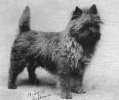 Eng Ch Merry Man Max Historical Gallery Cairn Terrier Terrier Scottie Terrier