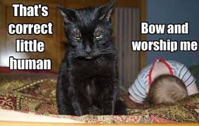 That S Correct Little Human Cat Meme Cat Planet Cat Planet