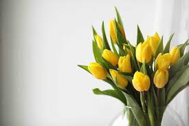 We did not find results for: 40 Stunning Tulip Arrangement Ideas Garden Tabs