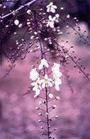 Image result for Cassia burttii