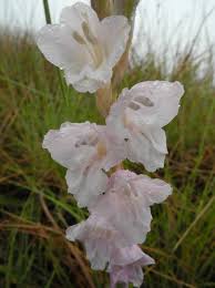 Image result for Gladiolus hollandii