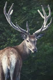 normlos animals beautiful nature animals animal planet