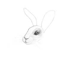 This will be the base of the ears. Sk H Easy Rabbit Drawing Novocom Top
