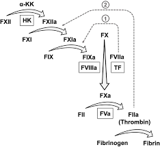 Blood leaking out of a blood vessel: Intrinsic Pathway Of Coagulation And Thrombosis Arteriosclerosis Thrombosis And Vascular Biology
