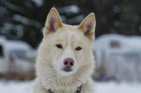 White Dog Breeds Most Famous And Popular Dogs