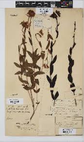 Image result for Callilepis laureola