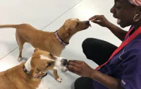 Hours may change under current circumstances Doggie Daycare Boarding The Pet Doctor