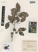 Image result for Embelia schimperi