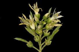 Image result for Xanthocercis