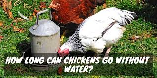 I am talking about 12 years plus in some cases. How Long Can Chickens Go Without Water Sorry Chicken