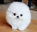 Pomeranian Puppies for Sale | Premier Pups located in Ohio